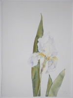 Weiße Iris II, 2008, Aquarell und Graphit auf Hadern
