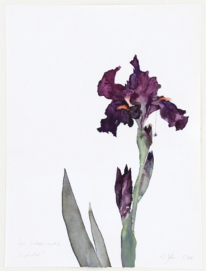 Frühsport (Iris barbata media impérative), 2014, Aquarell und Graphit auf Hadern